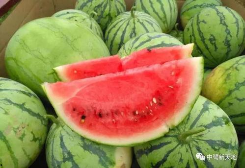 网红爆料仓今日吃瓜,仓今日吃瓜，揭秘娱乐圈最新热点